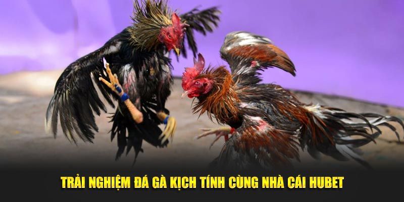 Điểm mạnh tại đá gà hubet